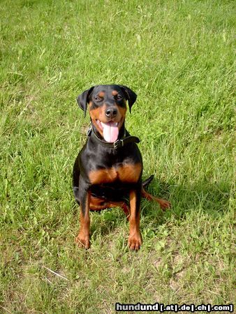 Rottweiler Hunde Foto 8357 Rottweiler Rottweiler Dobermann Aika