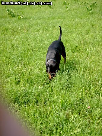 Rottweiler Hunde Foto 8360 Rottweiler Rottweiler Dobermann Aika