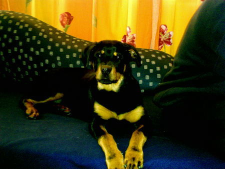 Rottweiler Hunde Foto 30360 Rottweiler Jacky 5 Monate