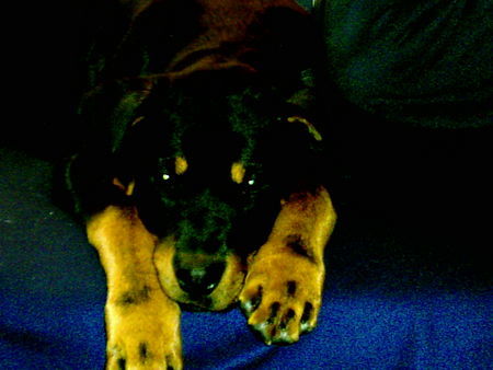 Rottweiler Hunde Foto 30532 in höherer Auflösung ansehen Rottweiler Jacky