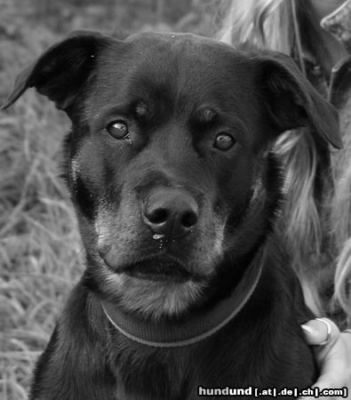 Rottweiler Hunde Foto 11035 Rottweiler und wieder Baghira