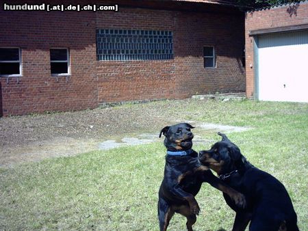 Rottweiler Hunde Foto 13403 Rottweiler ...ich sprech mit dir....