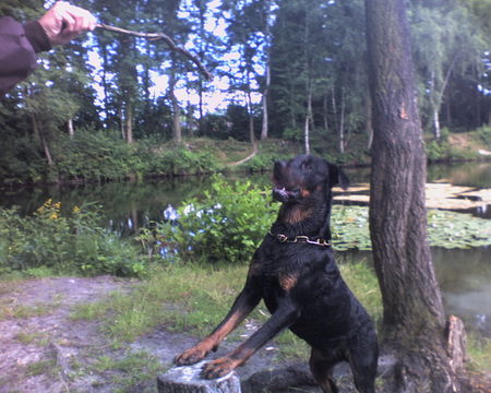 Rottweiler Jojo