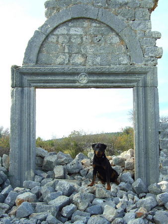 Rottweiler Hunde Foto 41517 Rottweiler Bruno-Bärennase in Kanlidivane - Türkei