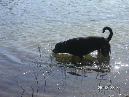 Rottweiler Hunde Foto 31006 Rottweiler Grüße von der Nordsee
