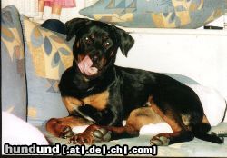 Rottweiler Hunde Foto 19820 Rottweiler Kim