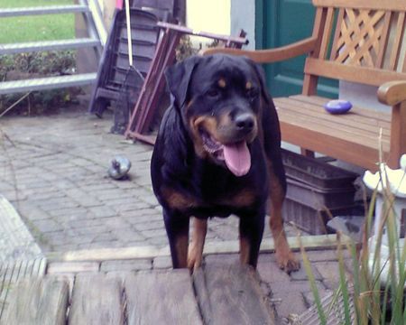 Rottweiler Kira 19 Monate