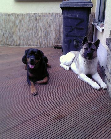Rottweiler Kira mit ihrem Freund Spike