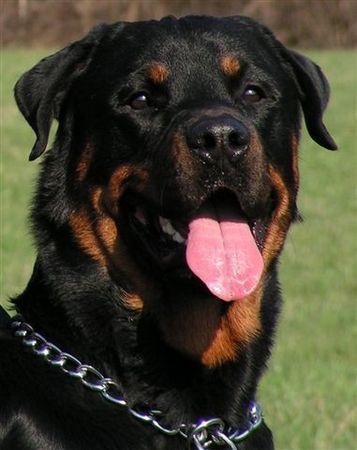 Rottweiler Hunde Foto 31360 Rottweiler Benno von der Hansestadt Bremen