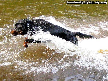 Rottweiler Hunde Foto 13266 Rottweiler Max unsere Wasserratte