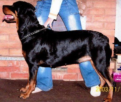 Rottweiler Hunde Foto 30255 Rottweiler
