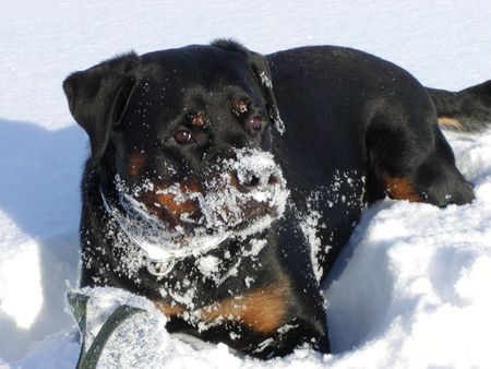 Rottweiler Hunde Foto 1794 Rottweiler Krümelchen im Neuschnee