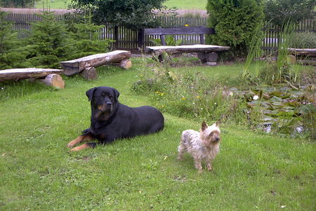 Rottweiler Hunde Foto 29911 Rottweiler Lara und Idefix zwei Freunde