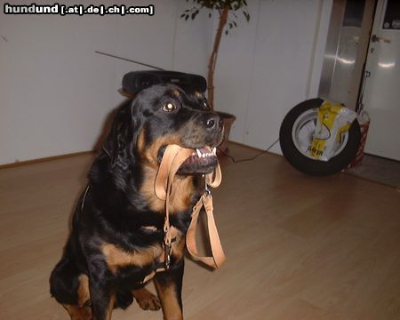Rottweiler Hunde Foto 16968 Rottweiler Falls es jemals eine Leinenpflicht verordnet gibt, so übt Chato schon mal diese selbst zu tragen.