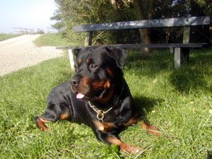 Rottweiler Hunde Foto 1385 Rottweiler Magnum