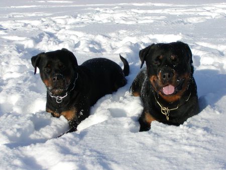 Rottweiler Hunde Foto 1795 Rottweiler Krümelchen und Mac