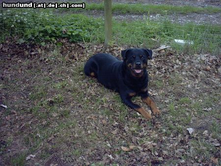 Rottweiler Hunde Foto 13402 Rottweiler Baghira...