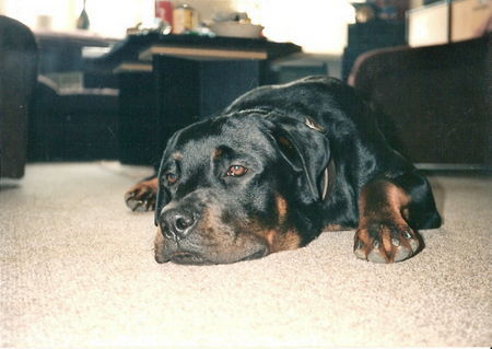 Rottweiler Hunde Foto 26858 Rottweiler Bobby