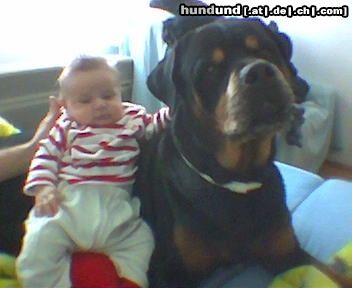 Rottweiler Hunde Foto 11237 Rottweiler bandito