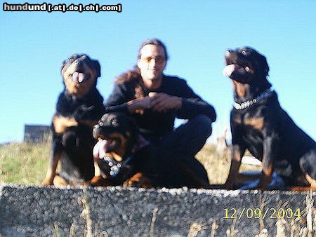 Rottweiler Hunde Foto 16148 Rottweiler Soraja+Sheila+Spike