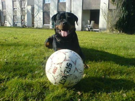 Rottweiler