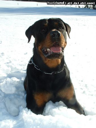 Rottweiler Hunde Foto 17918 in höherer Auflösung ansehen Rottweiler