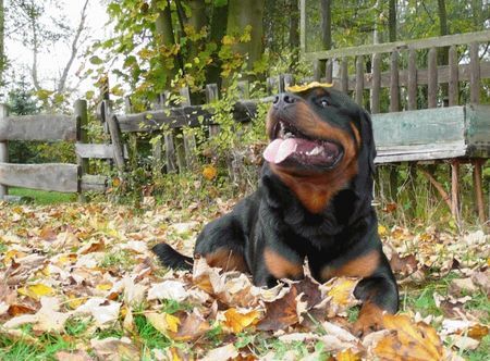 Rottweiler Hunde Foto 36770 Rottweiler Asmus v.d. Nibelungen