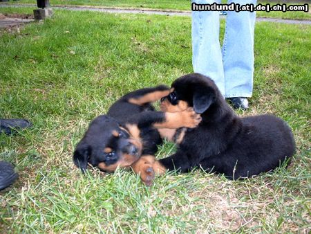 Rottweiler Hunde Foto 13750 Rottweiler rotti-xenas welpe+geschwisterchen