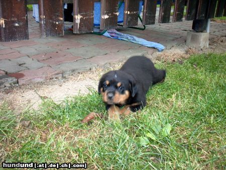 Rottweiler Hunde Foto 13747 Rottweiler rotti-xenas welpe