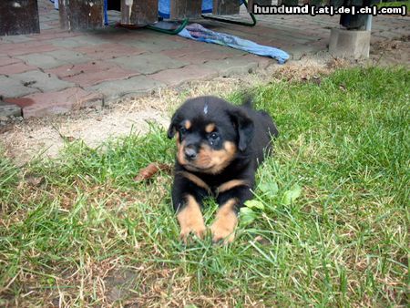 Rottweiler Hunde Foto 13748 Rottweiler rotti-xenas welpe