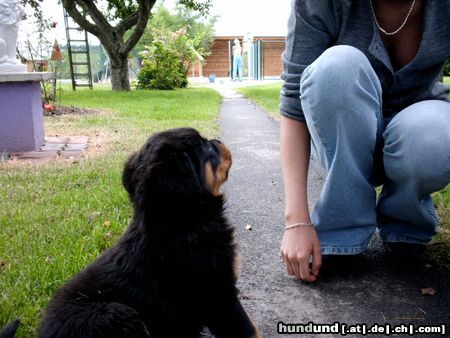 Rottweiler rotti-xenas welpe