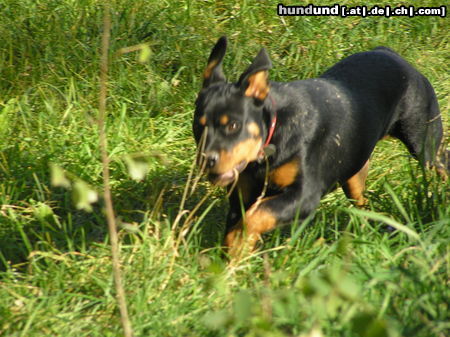 Rottweiler Hunde Foto 26442 Rottweiler Timba 5 Monate
