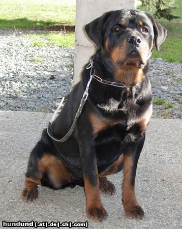 Rottweiler Hunde Foto 18237 in höherer Auflösung ansehen Rottweiler Onira V.Schloß Bertholdstein