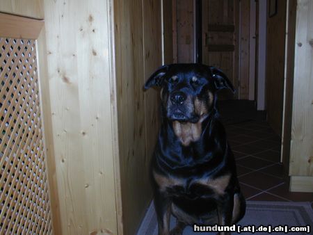 Rottweiler Hunde Foto 7858 Rottweiler nix sehen