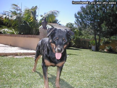 Rottweiler Hunde Foto 7308 Rottweiler Gina wartet auf Ihren Tennisball