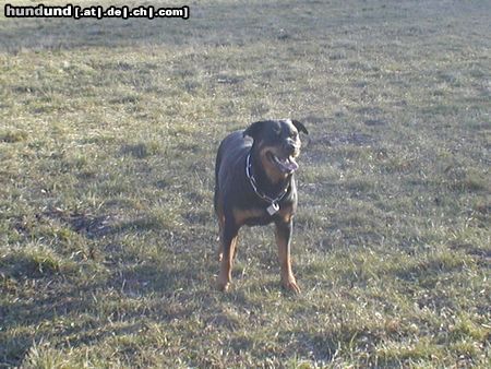 Rottweiler Traumhund
