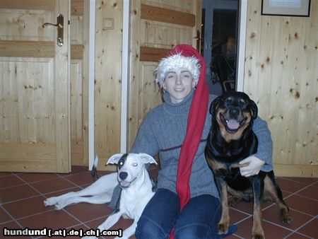 Rottweiler Hunde Foto 7722 Rottweiler weihnachtsmann