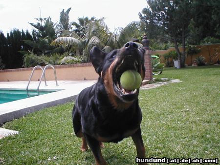 Rottweiler Hunde Foto 7271 Rottweiler Gina's Lieblingsspiel
