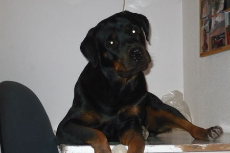 Rottweiler Das ist meine Diana,geb. im april 07