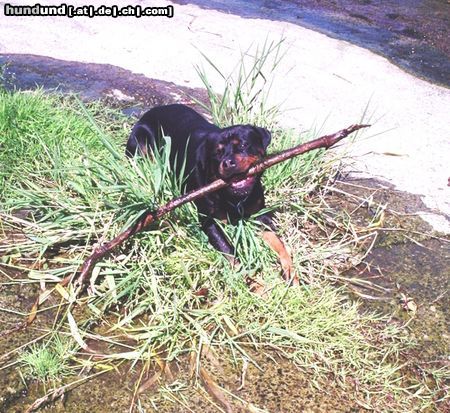 Rottweiler Hunde Foto 14129 Rottweiler Hol dir das Stöckchen...