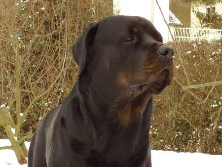Rottweiler Hunde Foto 29906 in höherer Auflösung ansehen Rottweiler Troll