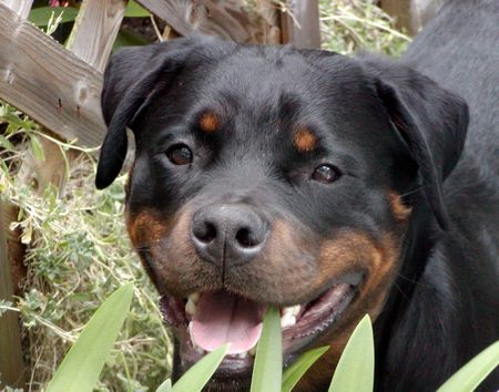 Rottweiler Hunde Foto 1383 Rottweiler ist was?