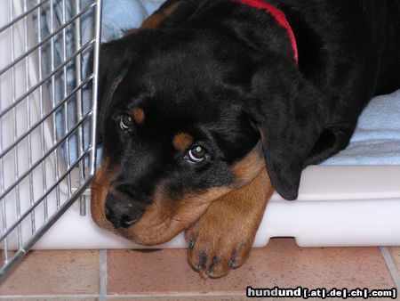 Rottweiler Hunde Foto 10190 Rottweiler Donna