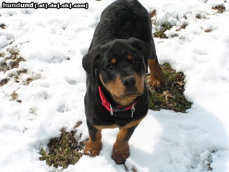 Rottweiler Hunde Foto 10191 Rottweiler Donna