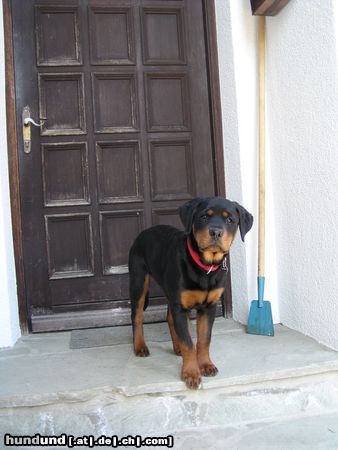 Rottweiler Hunde Foto 10192 Rottweiler Donna