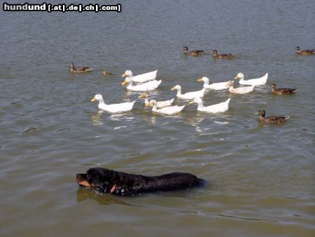 Rottweiler Hunde Foto 19012 in höherer Auflösung ansehen Rottweiler Ente jagdt