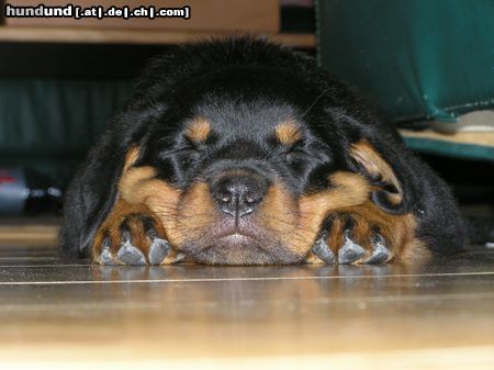 Rottweiler Hunde Foto 24466 in höherer Auflösung ansehen Rottweiler Timba 9 Wochen