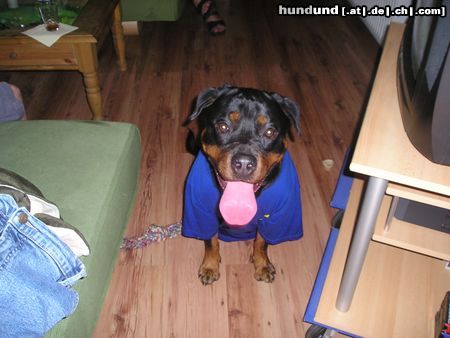 Rottweiler ziehmlich heiß heute