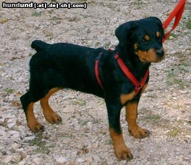 Rottweiler Hunde Foto 8220 Rottweiler Phoebe mit nicht ganz 4 Monaten