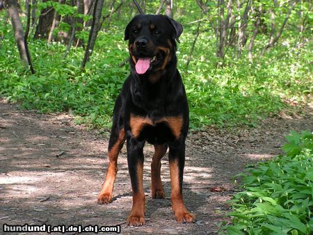 Rottweiler Hunde Foto 21166 in höherer Auflösung ansehen Rottweiler Benno von der Hansestadt Bremen